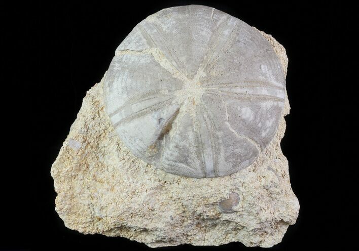 Displayable Fossil Sea Urchin (Clypeus) - England #65855